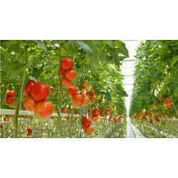 Tomates