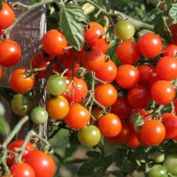 Tomates cerises