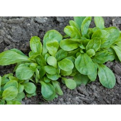 Salade (mesclun)