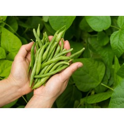 Haricots
